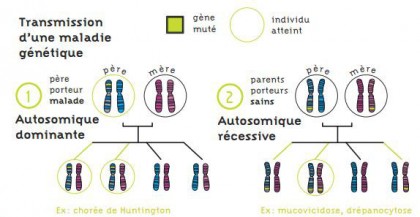 Comprendre les maladies génétiques