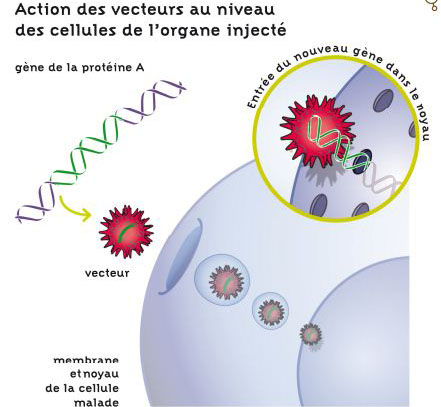 Vector gene therapy