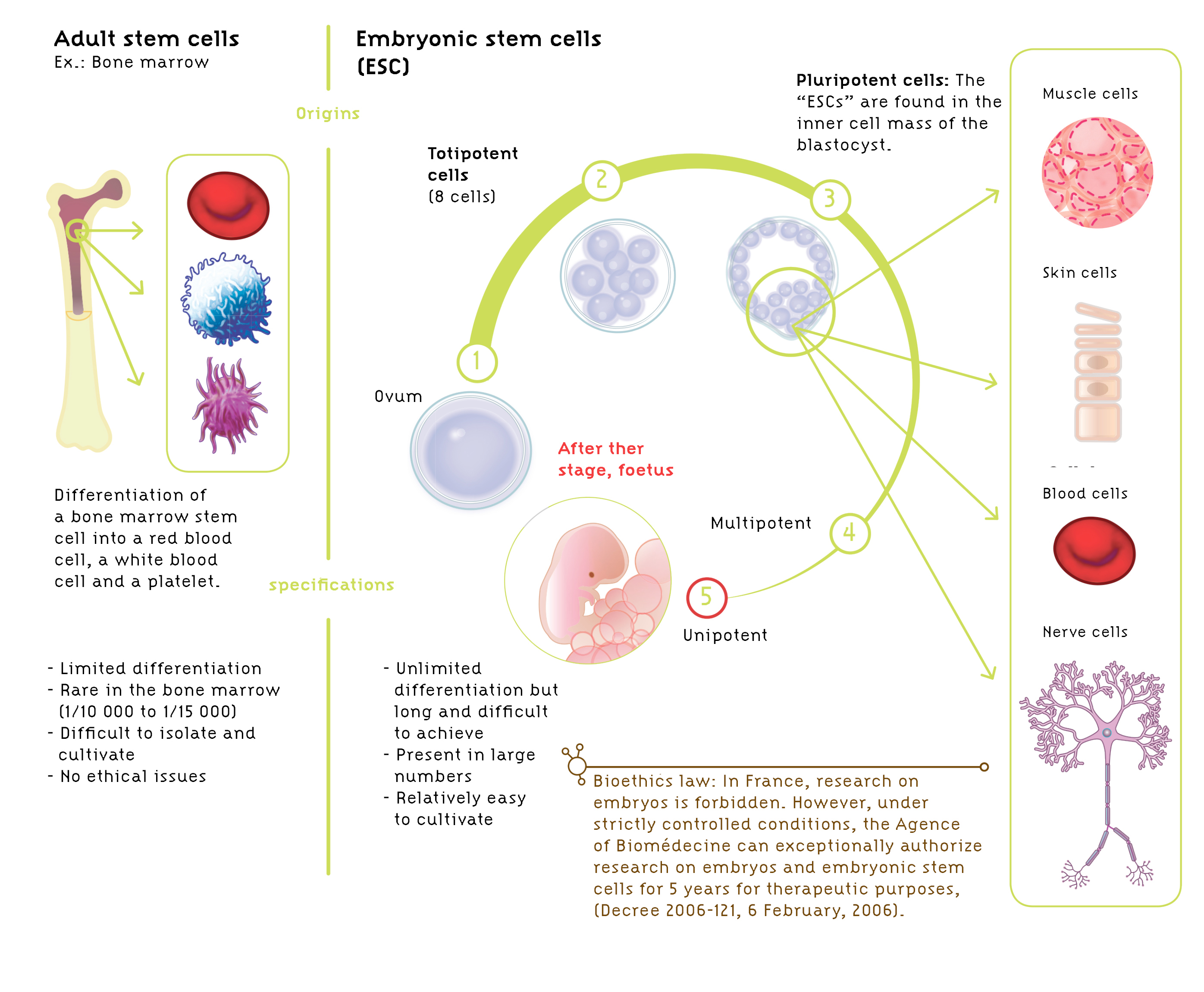 Embryonic Vs Adult Stem Cell Research