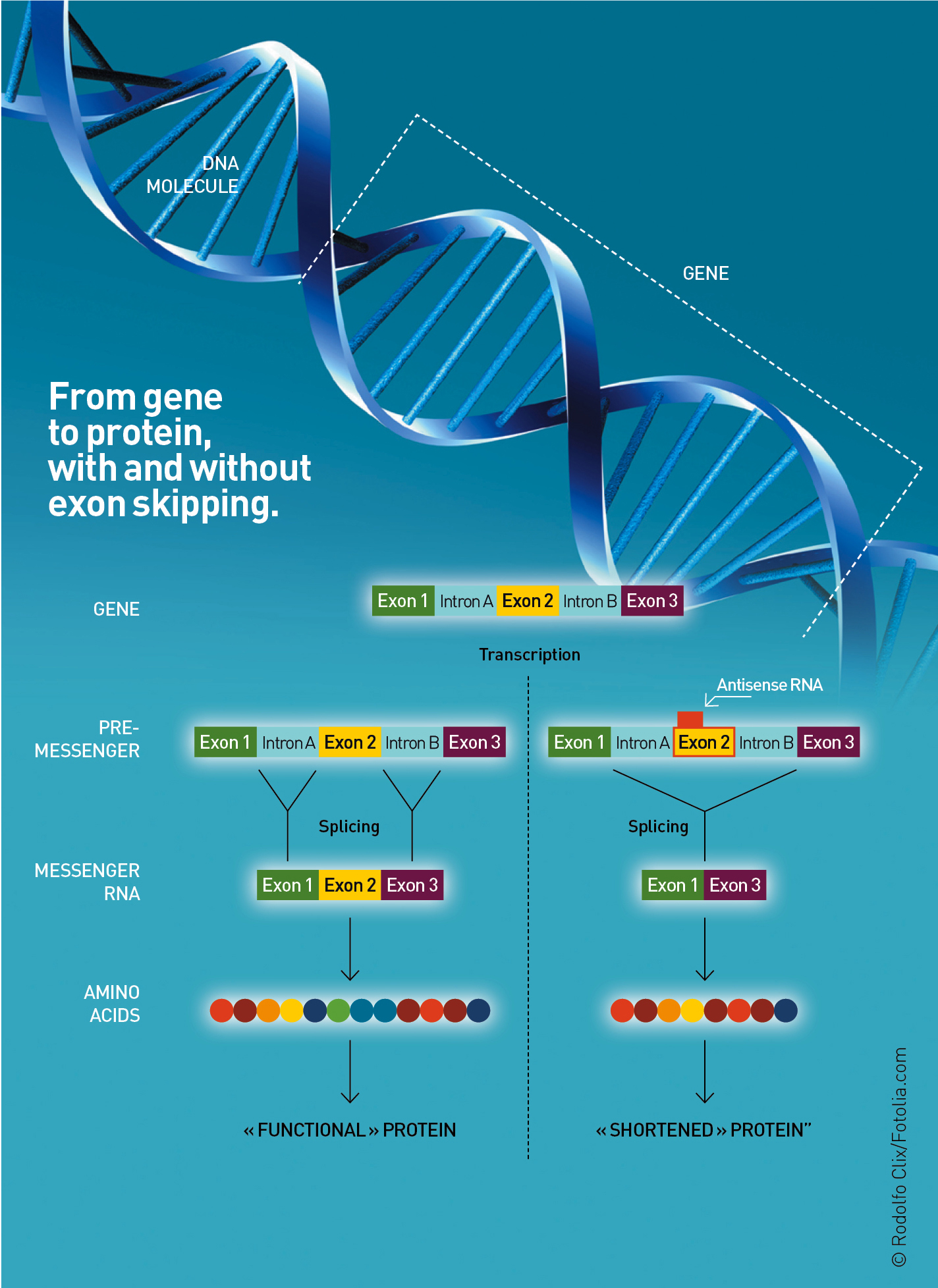 Exon Skipping Institut Des Bioth rapies