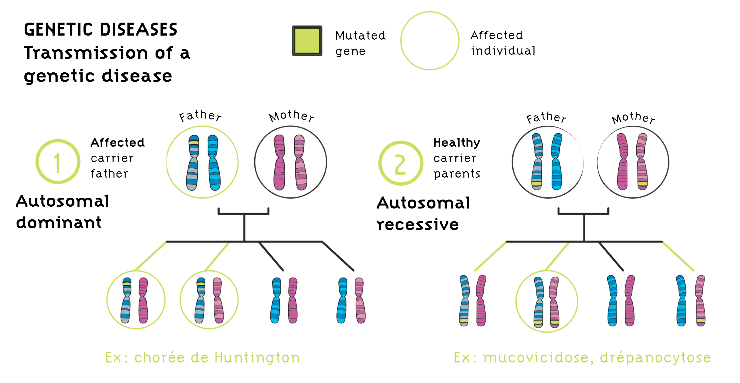 trip 12 genetic disorder